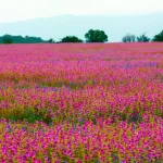 Kas Plateau Reserved Forest