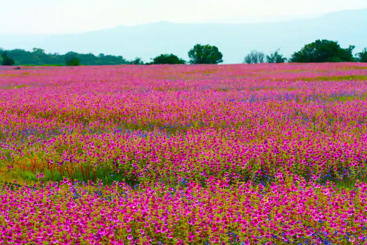 Kas Plateau Reserved Forest, Maharashtra: A Natural Marvel of Biodiversity and Cultural Heritage