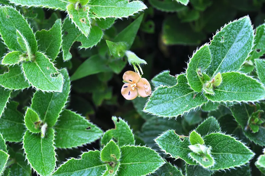 Murdannia_lanuginosa