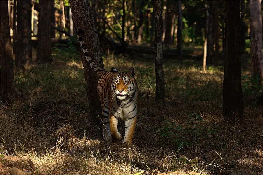 Collarwali Tigress of Pench