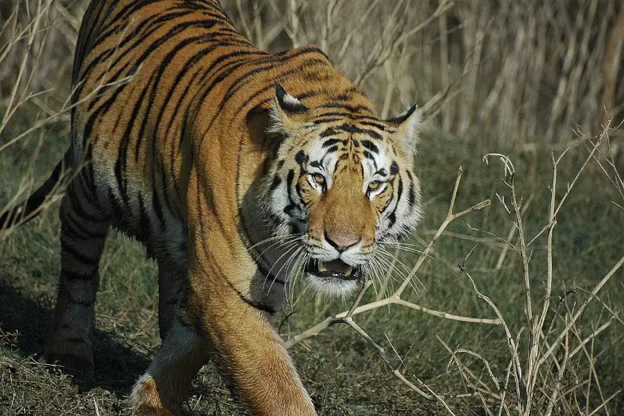 Karmazari Pench National Park