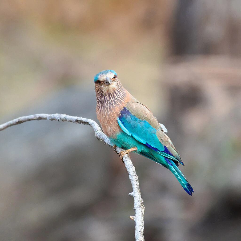 Nagzira Sanctuary in Nagpur, Maharashtra