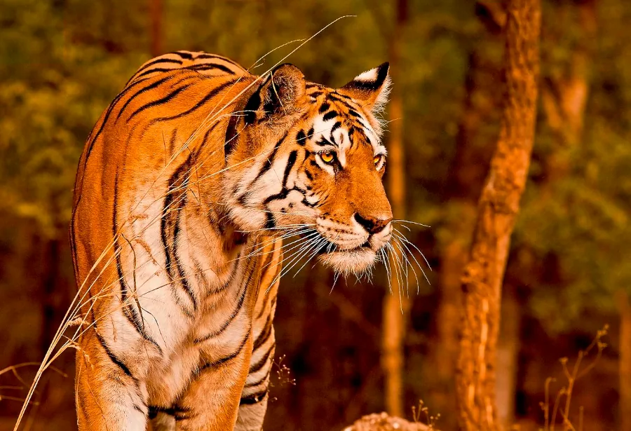 Pench National Park in Nagpur, Maharashtra
