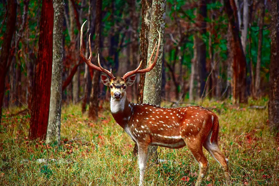 Spotted Deer in Pench National Park India