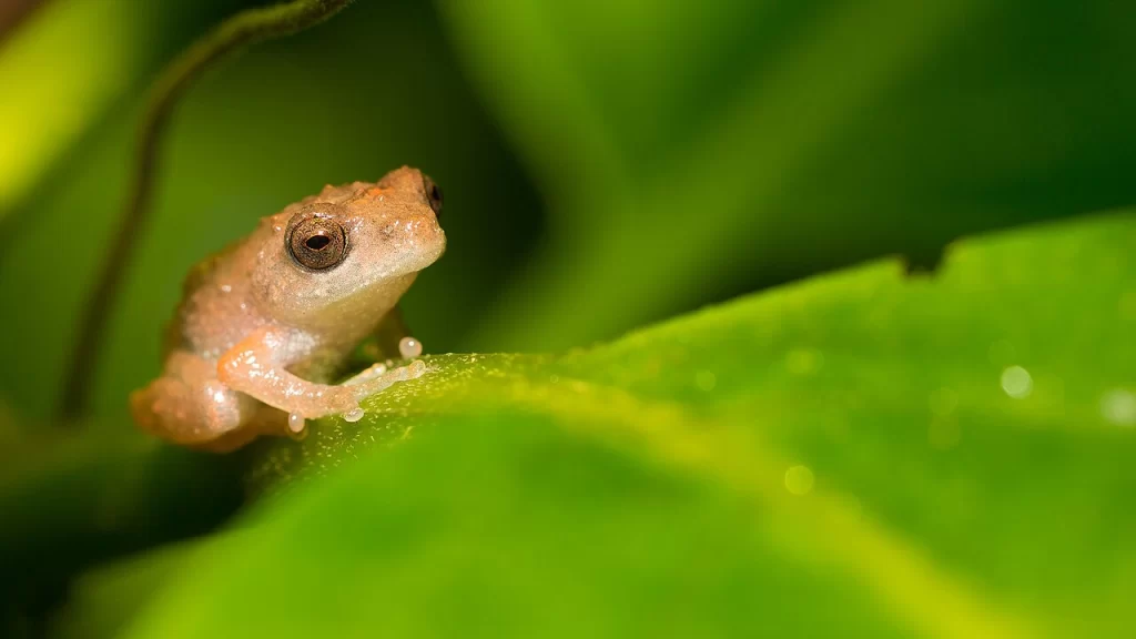 Amboli Bush Frog