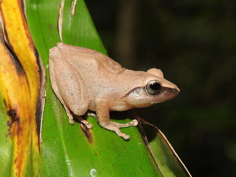 Amboli Bush Frog Pseudophilautus Amboli by Dr Raju Kasambe DSCN0709 (16)