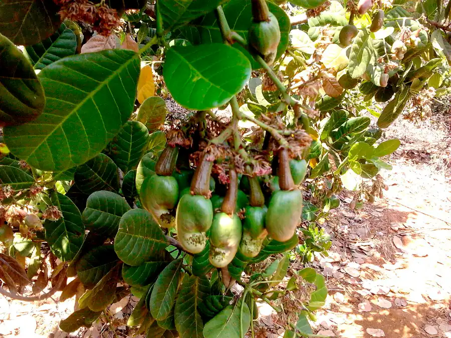 Bunch of unripe Vengurla cashews