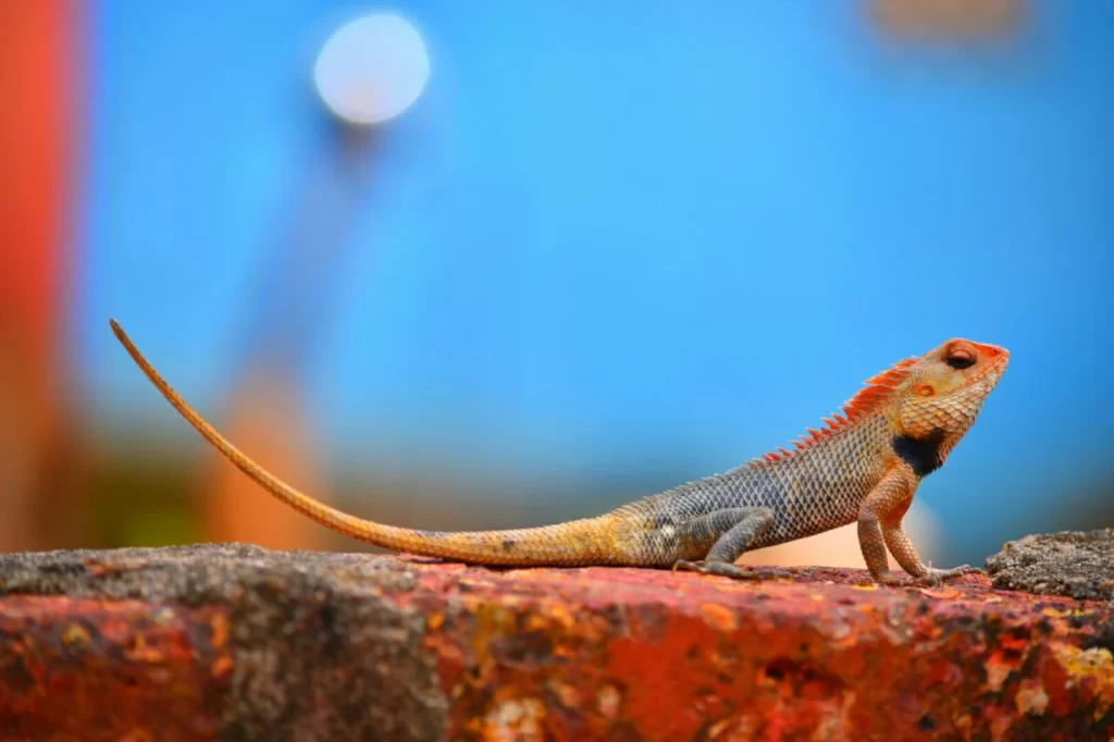 Garden Lizard in Konkan 03