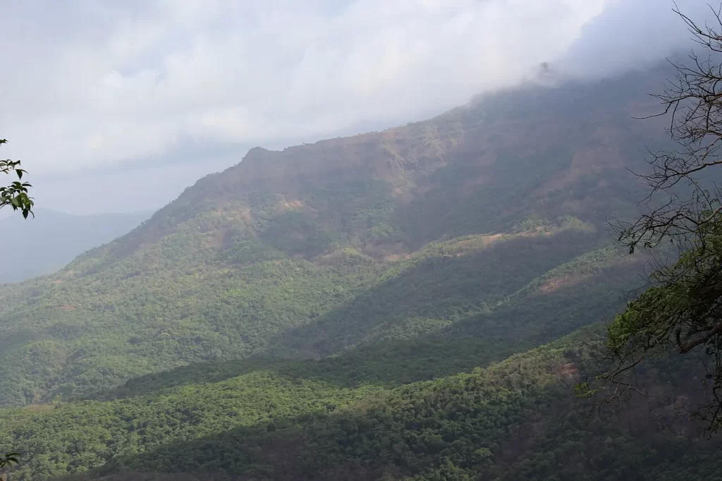 Shadows on the Amboli Forest