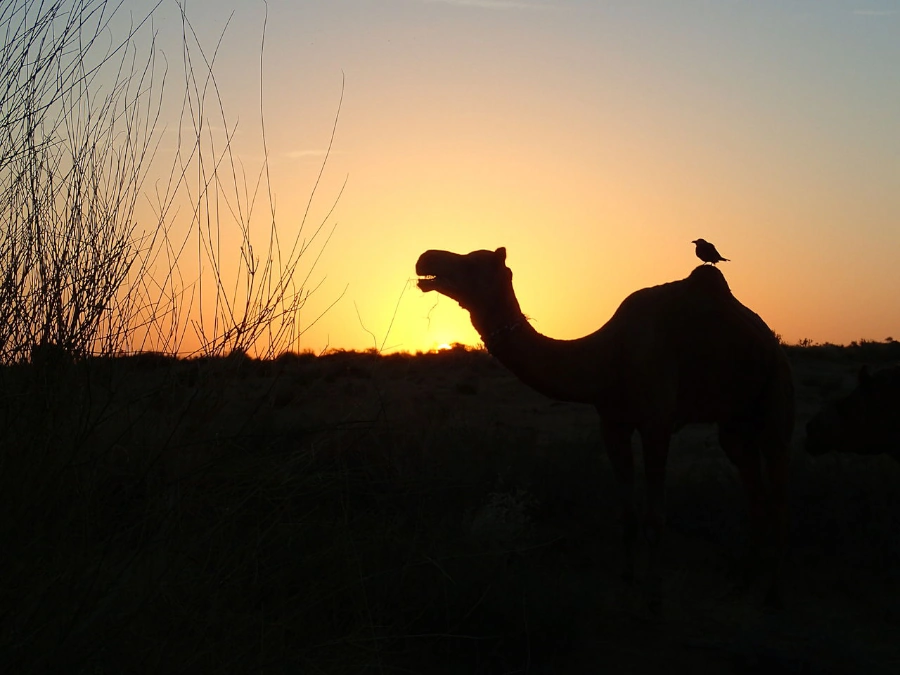 Thar Desert, Nr. Jaisalmer, Rajasthan, India (15823580219)