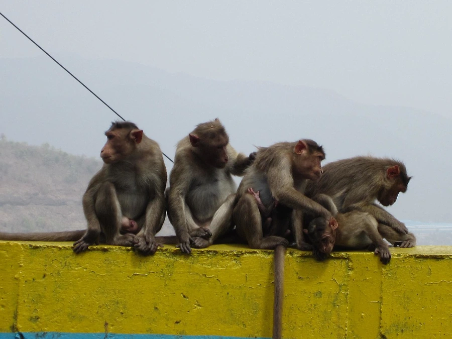 Happy Family, Khandala - panoramio
