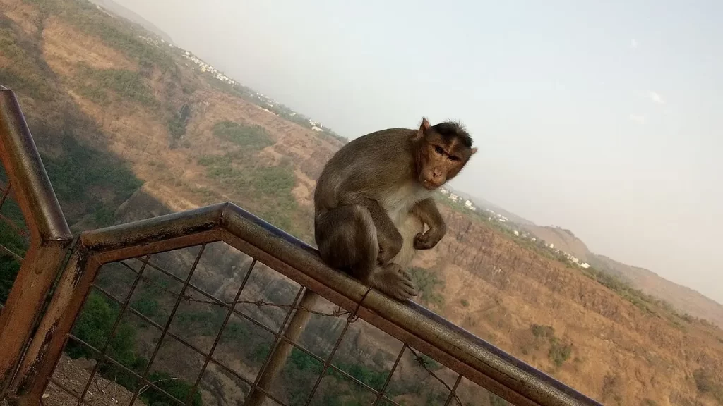 Monkey point khandala