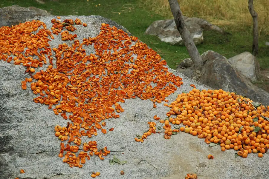 Apricots Skardu Pakistan1