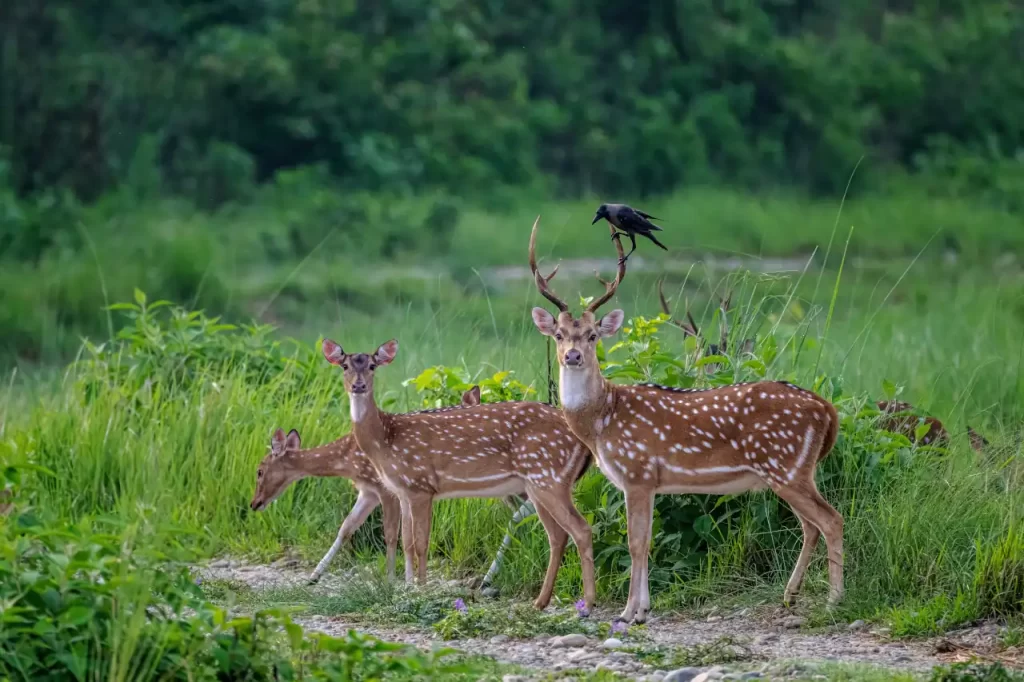 Spotted Deer (Axis)